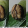 ochl sylvanus larva6 volg2